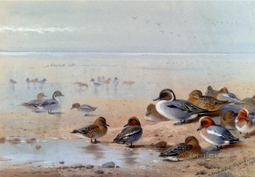  paja Lienzo - Pintail Teal y silbón europeo en la orilla del mar Archibald Thorburn bird